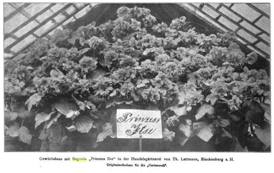 B. ‘Princess Ilse’